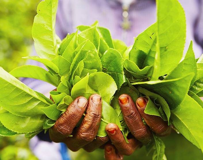 Tea - Seven Stories - Sri Lanka In Style